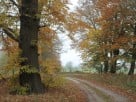 Luxury Woodland Glamping Suites in the Yorkshire Wolds